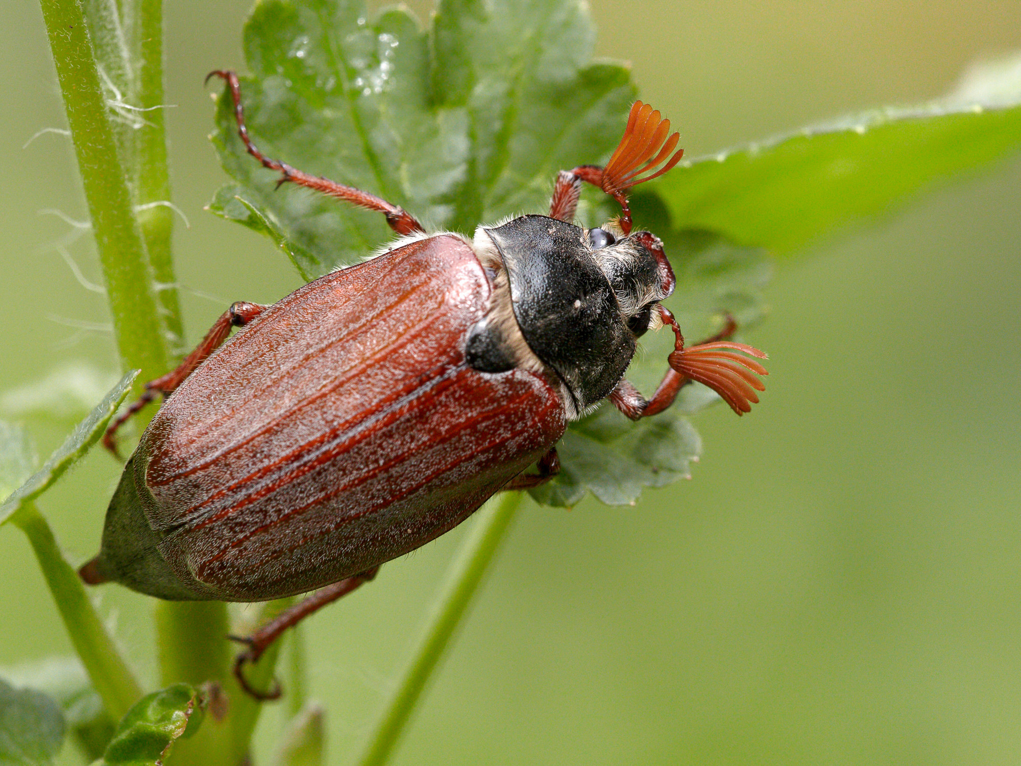 cockchafer